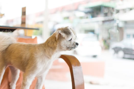 Dog so cute mixed breed with Shih-Tzu, Pomeranian and Poodle on chair and looking and waiting something with interest in cafe coffee shop or restaurant