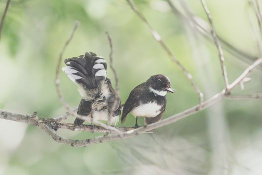 Two birds (Malaysian Pied Fantail, Rhipidura javanica) black and white color are couple, friends or brethren perched on a tree in a nature wild