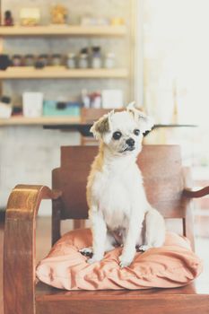 Dog so cute mixed breed with Shih-Tzu, Pomeranian and Poodle on chair and looking and waiting something with interest in cafe coffee shop or restaurant