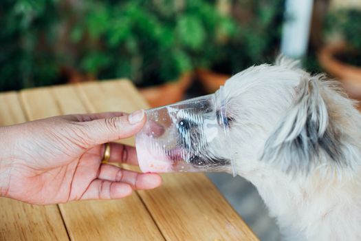 Dog so cute mixed breed with Shih-Tzu, Pomeranian and Poodle sitting at wooden table outdoor dessert restaurant waiting to eat ice cream or ice snowflake feed by people is a pet owner