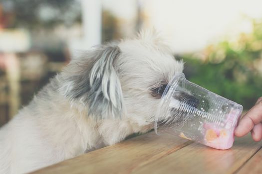 Dog so cute mixed breed with Shih-Tzu, Pomeranian and Poodle sitting at wooden table outdoor dessert restaurant waiting to eat ice cream or ice snowflake feed by people is a pet owner