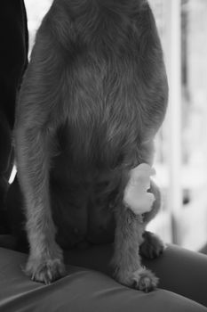 Dog broken leg sore with a bandage making by veterinarian doctor during the examination in veterinary clinic