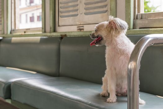 Dog so cute beige color mixed breed with Shih-Tzu, Pomeranian and Poodle on car seat inside a railway train cabin vintage style wait for vacation travel trip