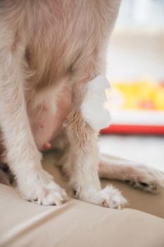 Dog broken leg sore with a bandage making by veterinarian doctor during the examination in veterinary clinic