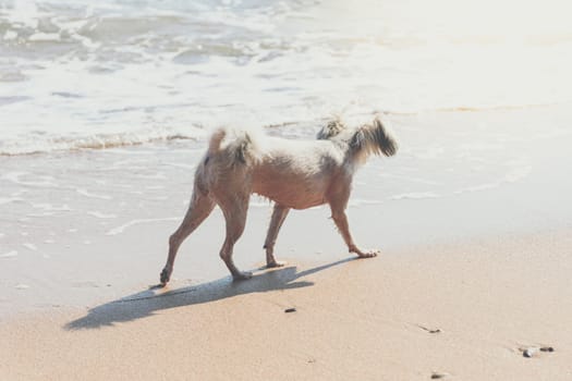 Dog so cute beige color mixed breed with Shih-Tzu, Pomeranian and Poodle running on beach with happy fun when vacation travel at sea with beach