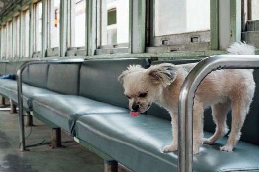 Dog so cute beige color mixed breed with Shih-Tzu, Pomeranian and Poodle on car seat inside a railway train cabin vintage style wait for vacation travel trip