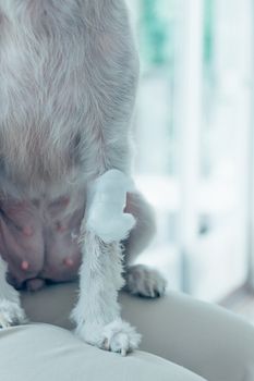 Dog broken leg sore with a bandage making by veterinarian doctor during the examination in veterinary clinic