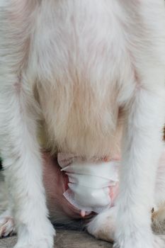 Dog abdomen surgery from uterus or womb wound sore with a bandage making by veterinarian doctor during the examination in veterinary clinic