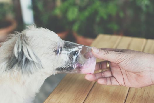 Dog so cute mixed breed with Shih-Tzu, Pomeranian and Poodle sitting at wooden table outdoor dessert restaurant waiting to eat ice cream or ice snowflake feed by people is a pet owner