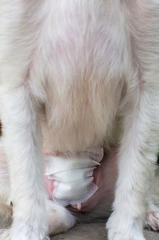 Dog abdomen surgery from uterus or womb wound sore with a bandage making by veterinarian doctor during the examination in veterinary clinic