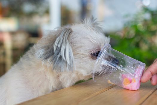 Dog so cute mixed breed with Shih-Tzu, Pomeranian and Poodle sitting at wooden table outdoor dessert restaurant waiting to eat ice cream or ice snowflake feed by people is a pet owner