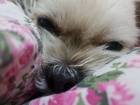 Dog so cute mixed breed with Shih-Tzu, Pomeranian and Poodle sweet sleep for relax on pet dog bed when vacation travel