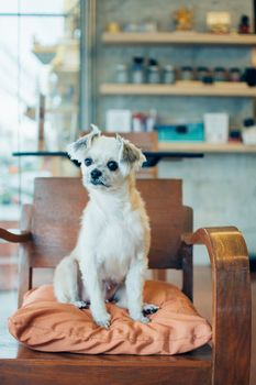 Dog so cute mixed breed with Shih-Tzu, Pomeranian and Poodle on chair and looking and waiting something with interest in cafe coffee shop or restaurant