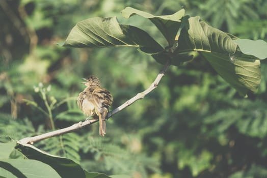 Bird (Streak-eared bulbul, Pycnonotus blanfordi) brown color perched on a tree in a nature wild