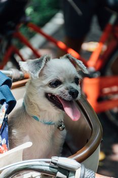 Dog so cute beige color mixed breed with Shih-Tzu, Pomeranian and Poodle on bicycle basket vintage style wait for vacation travel trip