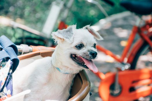 Dog so cute beige color mixed breed with Shih-Tzu, Pomeranian and Poodle on bicycle basket vintage style wait for vacation travel trip