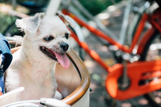 Dog so cute beige color mixed breed with Shih-Tzu, Pomeranian and Poodle on bicycle basket vintage style wait for vacation travel trip