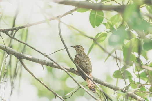 Bird (Plaintive Cuckoo, Cacomantis merulinus) black, yellow, brown and orange color perched on a tree in a nature wild