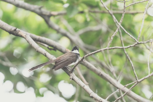 Bird (Malaysian Pied Fantail, Rhipidura javanica) black and white color perched on a tree in a nature wild