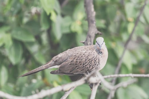 Bird (Dove, Pigeon or Disambiguation) Pigeons and doves perched on a tree in a nature wild