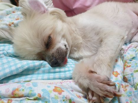 Dog so cute mixed breed with Shih-Tzu, Pomeranian and Poodle sweet sleep for relax on pet dog bed when vacation travel