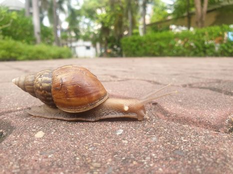 Snail (Helix pomatia,Roman snail, Burgundy snail) slowly moving walk on walkway in garden, success concept