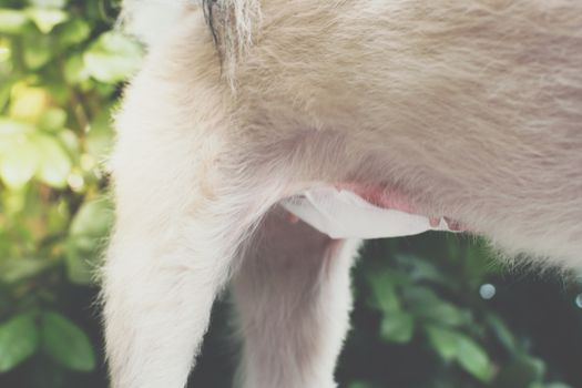 Dog abdomen surgery from uterus or womb wound sore with a bandage making by veterinarian doctor during the examination in veterinary clinic