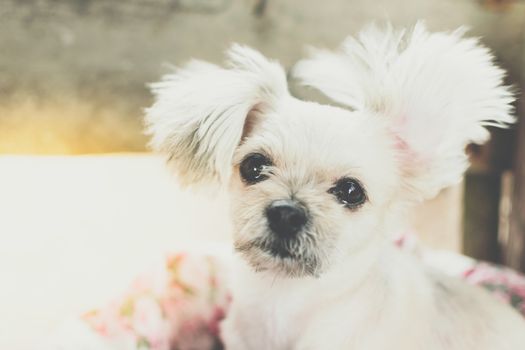 Dog so cute mixed breed with Shih-Tzu, Pomeranian and Poodle looking and waiting something with interest when vacation travel