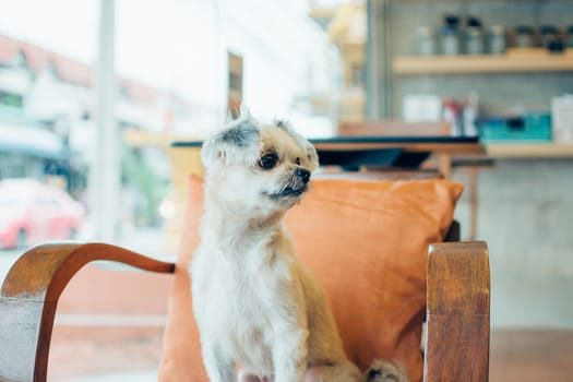 Dog so cute mixed breed with Shih-Tzu, Pomeranian and Poodle on chair and looking and waiting something with interest in cafe coffee shop or restaurant