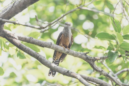 Bird (Plaintive Cuckoo, Cacomantis merulinus) black, yellow, brown and orange color perched on a tree in a nature wild