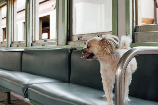 Dog so cute beige color mixed breed with Shih-Tzu, Pomeranian and Poodle on car seat inside a railway train cabin vintage style wait for vacation travel trip