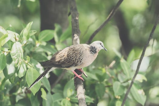 Bird (Dove, Pigeon or Disambiguation) Pigeons and doves perched on a tree in a nature wild