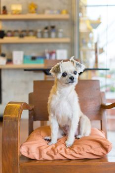 Dog so cute mixed breed with Shih-Tzu, Pomeranian and Poodle on chair and looking and waiting something with interest in cafe coffee shop or restaurant