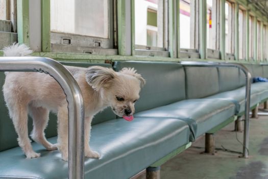 Dog so cute beige color mixed breed with Shih-Tzu, Pomeranian and Poodle on car seat inside a railway train cabin vintage style wait for vacation travel trip