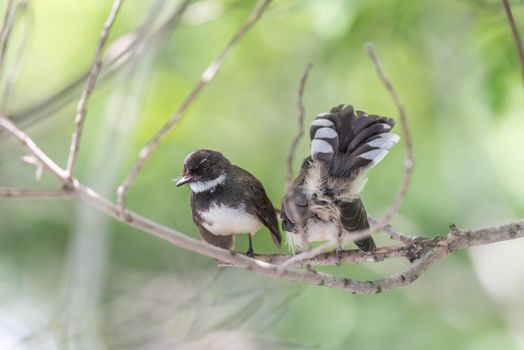 Two birds (Malaysian Pied Fantail, Rhipidura javanica) black and white color are couple, friends or brethren perched on a tree in a nature wild