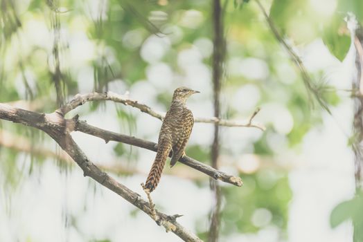 Bird (Plaintive Cuckoo, Cacomantis merulinus) black, yellow, brown and orange color perched on a tree in a nature wild