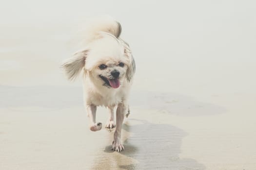 Dog so cute beige color mixed breed with Shih-Tzu, Pomeranian and Poodle running on beach with happy fun when vacation travel at sea with beach