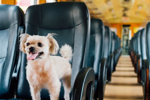 Dog so cute beige color mixed breed with Shih-Tzu, Pomeranian and Poodle on car seat inside a railway train cabin vintage style wait for vacation travel trip