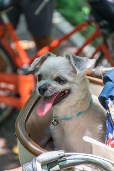 Dog so cute beige color mixed breed with Shih-Tzu, Pomeranian and Poodle on bicycle basket vintage style wait for vacation travel trip