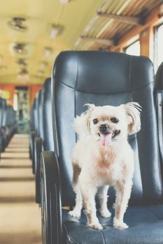 Dog so cute beige color mixed breed with Shih-Tzu, Pomeranian and Poodle on car seat inside a railway train cabin vintage style wait for vacation travel trip