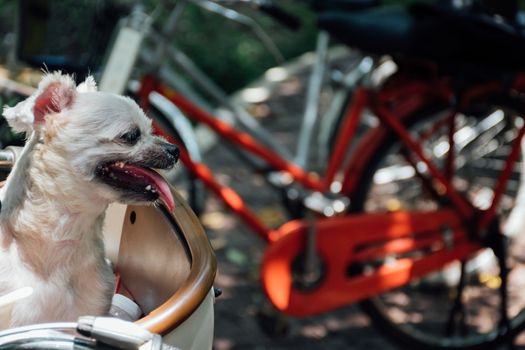 Dog so cute beige color mixed breed with Shih-Tzu, Pomeranian and Poodle on bicycle basket vintage style wait for vacation travel trip