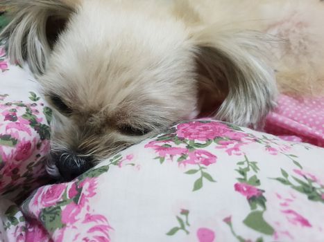 Dog so cute mixed breed with Shih-Tzu, Pomeranian and Poodle sweet sleep for relax on pet dog bed when vacation travel