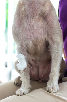 Dog broken leg sore with a bandage making by veterinarian doctor during the examination in veterinary clinic