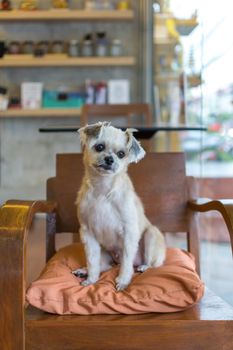 Dog so cute mixed breed with Shih-Tzu, Pomeranian and Poodle on chair and looking and waiting something with interest in cafe coffee shop or restaurant