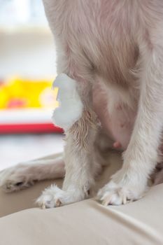 Dog broken leg sore with a bandage making by veterinarian doctor during the examination in veterinary clinic