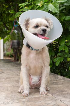 Dog abdomen surgery from uterus or womb wound sore with a bandage making by veterinarian doctor during the examination in veterinary clinic