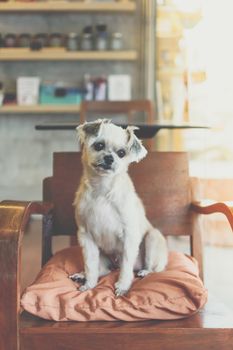 Dog so cute mixed breed with Shih-Tzu, Pomeranian and Poodle on chair and looking and waiting something with interest in cafe coffee shop or restaurant