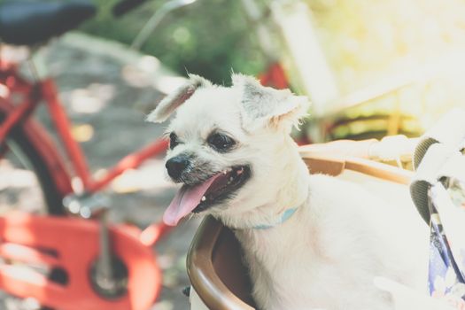 Dog so cute beige color mixed breed with Shih-Tzu, Pomeranian and Poodle on bicycle basket vintage style wait for vacation travel trip