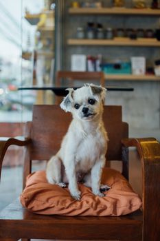 Dog so cute mixed breed with Shih-Tzu, Pomeranian and Poodle on chair and looking and waiting something with interest in cafe coffee shop or restaurant