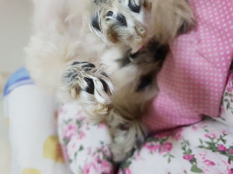 Dog so cute mixed breed with Shih-Tzu, Pomeranian and Poodle sweet sleep for relax on pet dog bed when vacation travel